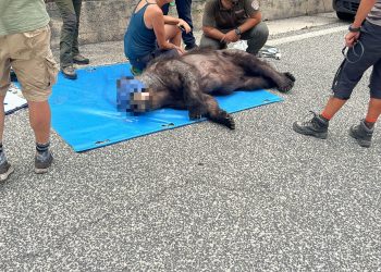 L’Abruzzo perde un altro orso: morto l’esemplare investito di notte allo svincolo della ex Superstrada