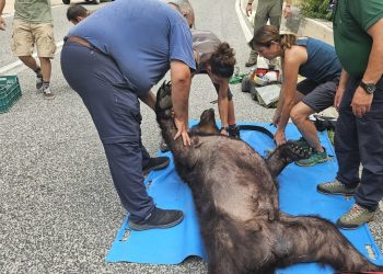 Polemiche sullo stato dell’orso morto sulla ex Superstrada, il Pnalm: “Aveva dermatite cronica”