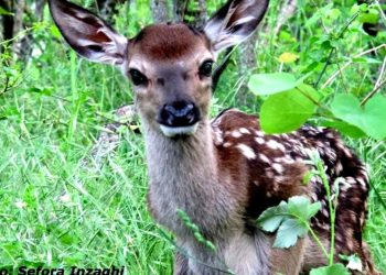 Abruzzo parco giochi per cacciatori, WWF contesta la programmata uccisione di 500 cervi