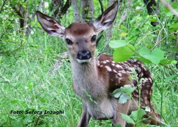 Wwf: la giunta Marsilio vara il piano per abbattere quasi 500 cervi a partire dal 14 ottobre