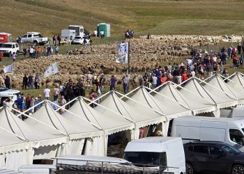 Rassegna ovini: a Campo Imperatore le ricchezze della pastorizia abruzzese (fotogallery)
