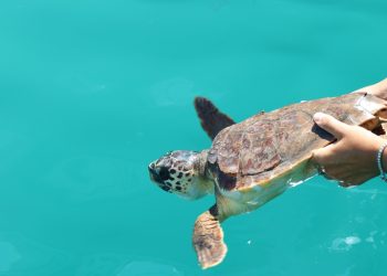 Dal Nido alla Riserva, insieme per liberare la tartaruga Silvia