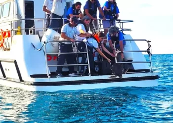 Tartaruga torna in mare ad un anno dal salvataggio