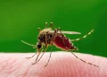 Virus West Nile, tutte le misure per a seguito della circolazione virale nella provincia di Chieti