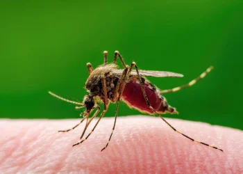 Virus West Nile, tutte le misure per a seguito della circolazione virale nella provincia di Chieti