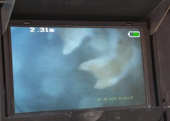 A Miglianico 3 gattini intrappolati nelle tubature: è corsa contro il tempo