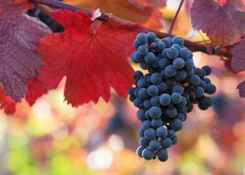 L’associazione “L’Abruzzo in Agris” denuncia ristori insufficienti per i danni da peronospora causati al settore vitivinicolo