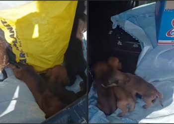 Ritrovati 8 cuccioli di cane in uno scatolone per strada: caccia ai responsabili