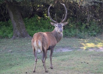 Ricorso al Tar delle associazioni animaliste contro il provvedimento regionale sull’abbattimento di cervi