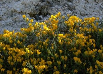 Le piante di interesse conservazionistico nel Parco del Gran Sasso e Monti della Laga
