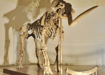 Il mammut del Castello, nuovi dati nel quadro dell’evoluzione ambientale del Pleistocene