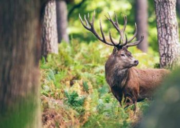 Continua la mobilitazione contro la delibera regionale ammazza-cervi e cresce l’elenco delle Associazioni che aderiscono