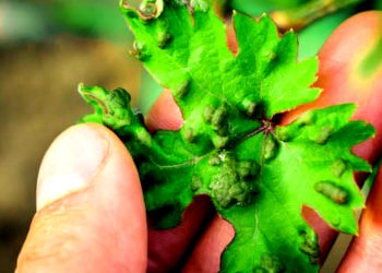 Peronospora: al via i pagamenti dei fondi di solidarietà, Cia Abruzzo esprime soddisfazione