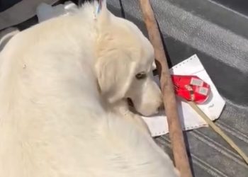 Cane con un laccio stretto al collo all’interno di un furgone, pastore denunciato: indagini in corso