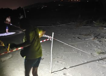 Secondo nido di tartaruga nella Riserva Naturale del Borsacchio