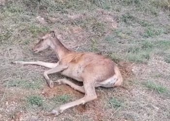 Cerbiatto gravemente ferito sul ciglio della strada, forse investito