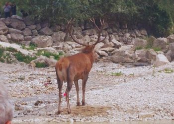 Il cervo che ha caricato i turisti e i forestali è stato allontanato: portato in montagna