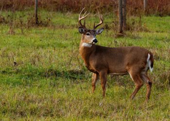 Abbattimento cervi: “Soluzione estrema che non risolve il problema, vengano valutati modelli alternativi”