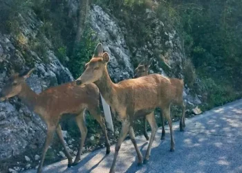 Cervo “arrabbiato” carica turisti, arrivano i forestali: caricati a loro volta
