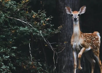 Di Girolamo e Fina: “Il Ministro intervenga sulla Regione, abbattimento di cervi a pagamento caso nazionale”