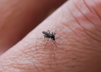 Probabile caso Dengue in Abruzzo, scattano le misure sanitarie