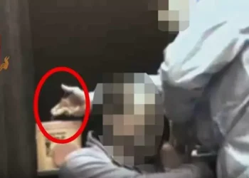 Finte vaccinazioni anti-Covid nelle Marche, indagini anche in Abruzzo