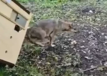 Aggredì un bimbo in un parco a Roma, lupa accolta nel parco nazionale d’Abruzzo