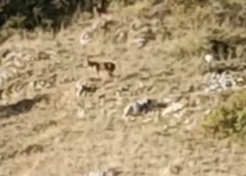 Lupi ancora nei pressi degli allevamenti dopo la strage di vitellini dei giorni scorsi