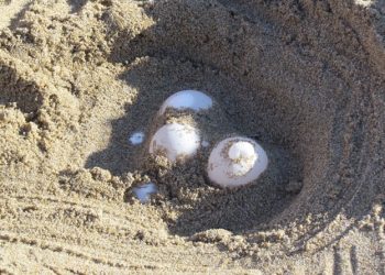 Il sindaco di Roseto firma l’ordinanza per tutelare il nido di tartaruga nel Borsacchio