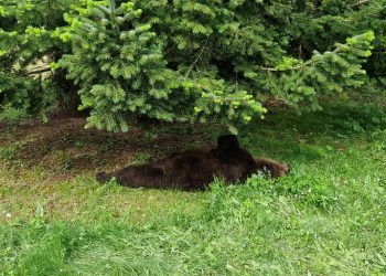 Orso trovato senza vita a giugno, il risultato degli esami: ucciso da un altro esemplare