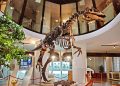 Museo universitario di Chieti, il nuovo Direttore è il professor D’Anastasio