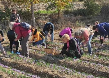 Le vie dello zafferano: 11esima edizione di Raccogli, Conosci, Degusta