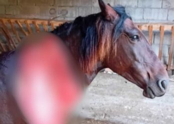 Aggressione di un orso nella notte, ferito gravemente un cavallo a Castel di Sangro