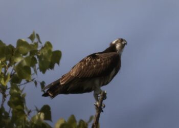 Un raro falco pescatore avvistato e fotografato sul fiume Pescara