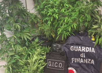 Scoperta una piantagione di marijuana dalla GdF, denunciato 64enne dell’Aquila