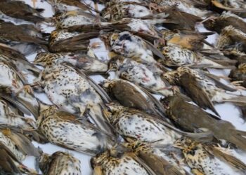 Cacciatore uccide decine di uccellini utilizzando richiami vietati: denunciato