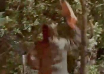 Lancia un ciocco di legno contro un orso, esposto dell’Aidaa