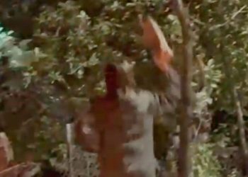 Dipendente del Parco ripresa mentre lancia un ciocco contro l’orso, scoppia il caso