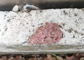 Sospette esche avvelenate su via Benedetto Croce. L’assessore Stella: “Consegnata alla Asl per le analisi”