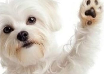 Alla Villa Comunale di Chieti arriva il Microchip Day: dalle 9.30 alle 13 microchippatura gratis