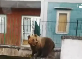 Inseguì e filmò l’orsa Bambina: va a processo con l’accusa di maltrattamento di animali