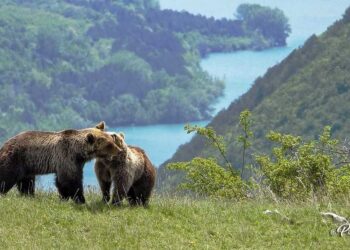 Due orsi che si “sussurrano all’orecchio”, le straordinarie immagini scattate nel parco nazionale d’Abruzzo (foto)