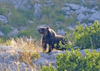“Nuovo progetto” Enel Green Power, il Coordinamento “No Pizzone II” invia osservazioni al Ministero