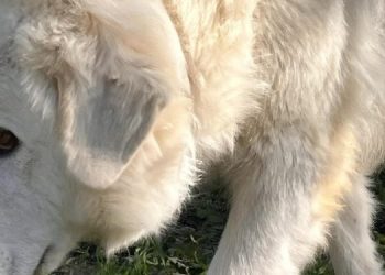 Impiccò alla forca del trattore il suo cane: andrà a processo