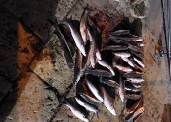 Fiume Pescara, Guardia Civile Ambientale: i nuovi predoni fanno mattanza della fauna ittica