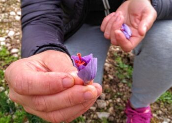 Le vie dello zafferano, raccogli, conosci, degusta: appuntamento su Rai 2