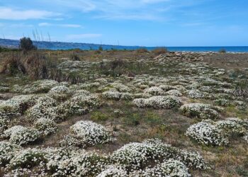 Al via il piano di gestione e controllo della popolazione dei cinghiali a San Salvo marina