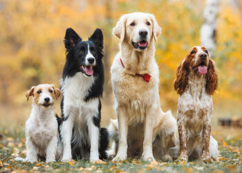 Sette cani in valigia sull’Intercity, a Pescara la denuncia