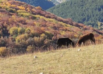 Abruzzo Regione del Benessere sbarca a New York: eccellenze e tradizioni del territorio