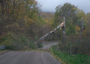 Vento forte in Abruzzo, un albero si spezza e precipita sulla carreggiata